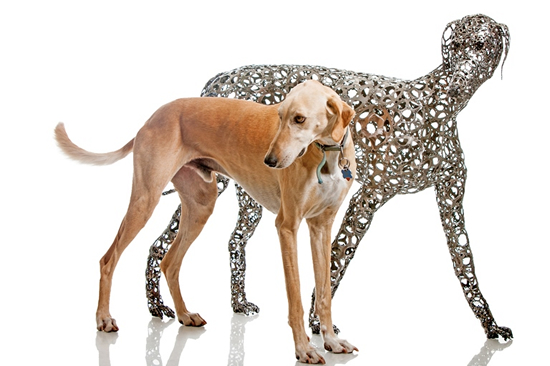 犬種：グレイハウンドサルーキ